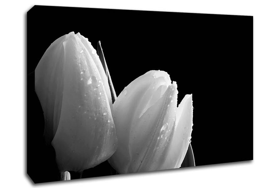 Black And White Tulip Beautys Canvas Wall Art