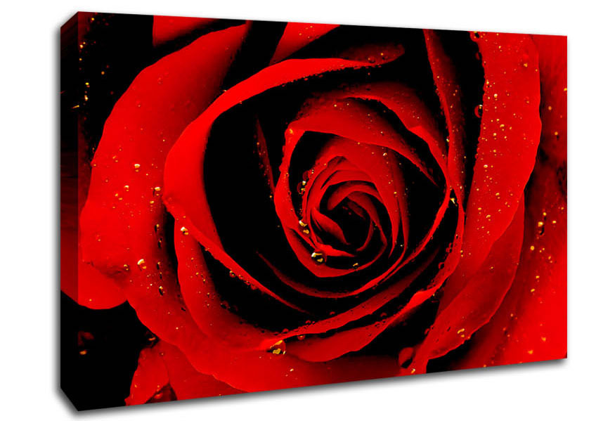 Close-Up Of A Red Rose Canvas Wall Art