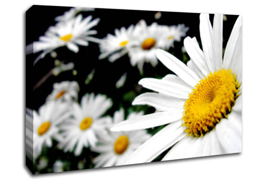 White Daisy Galore Canvas Wall Art