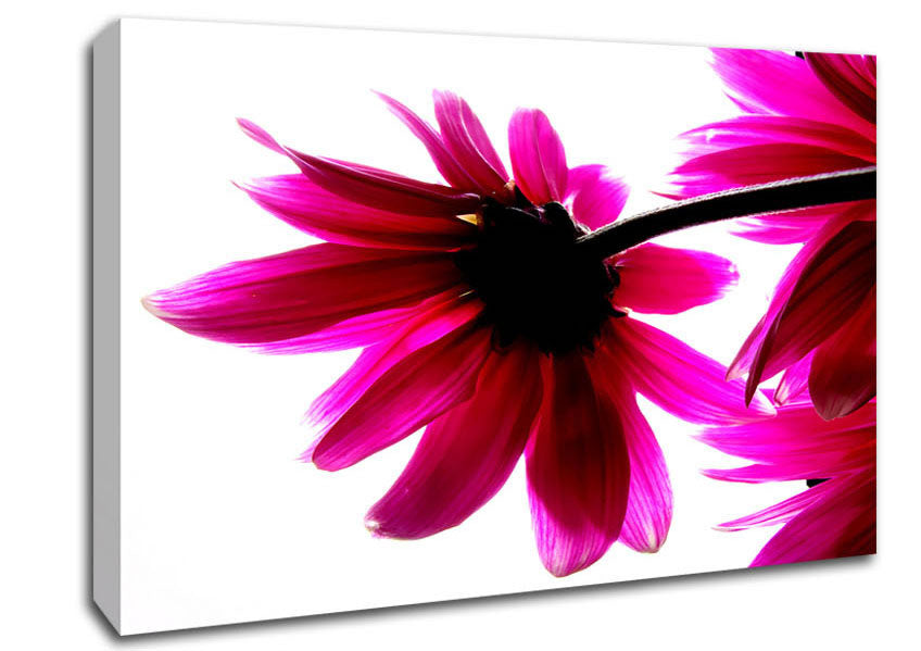 Stunning Pink Petals Bathed In Light Canvas Wall Art
