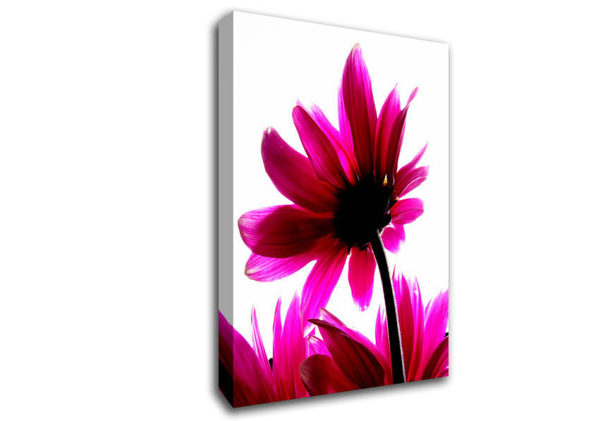 Delicate Pink Canvas Wall Art