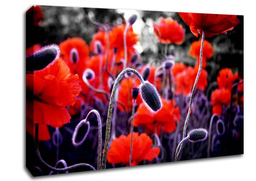 Field Of Red Poppys Canvas Wall Art