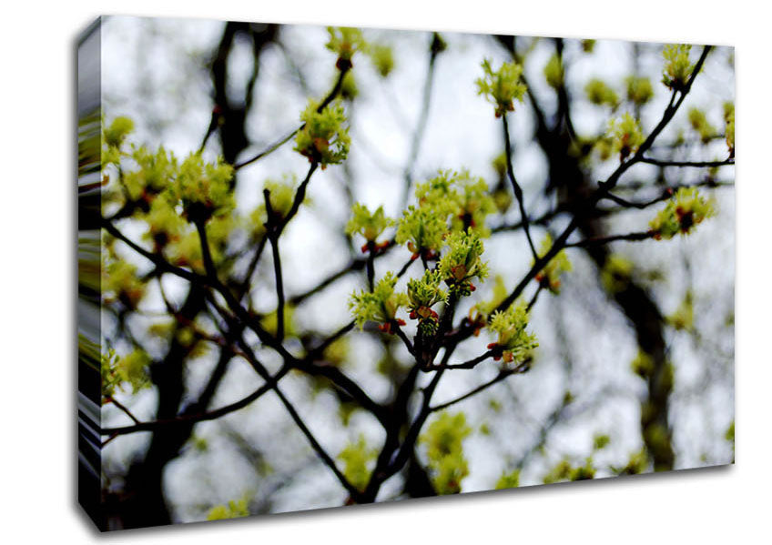 The First Signs Of Spring Canvas Wall Art