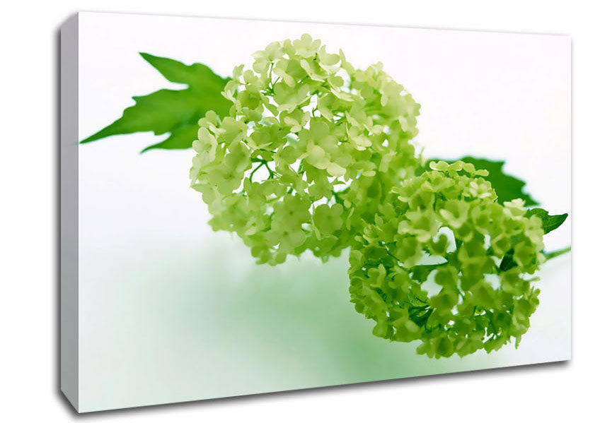 Green Rhododendron Canvas Wall Art