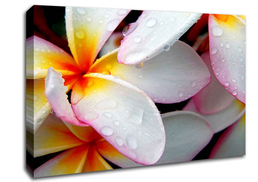White Petal Dewdrop Canvas Wall Art