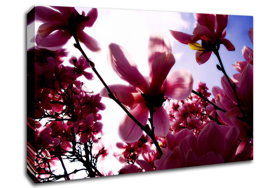 Pink Cherry Blossom In Sunlight Canvas Wall Art