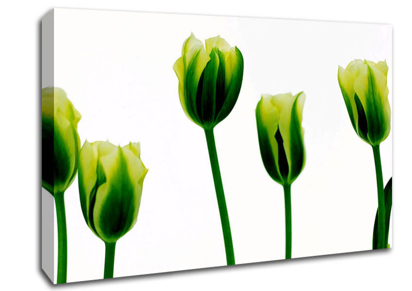 White Green Tulip Parade Canvas Wall Art
