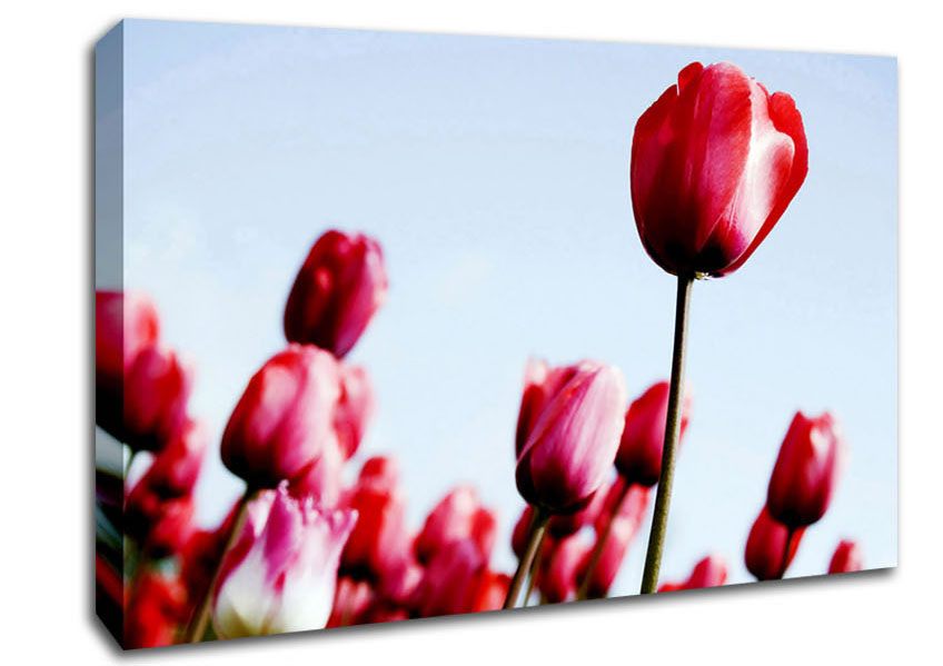 Pink Tulip March Canvas Wall Art