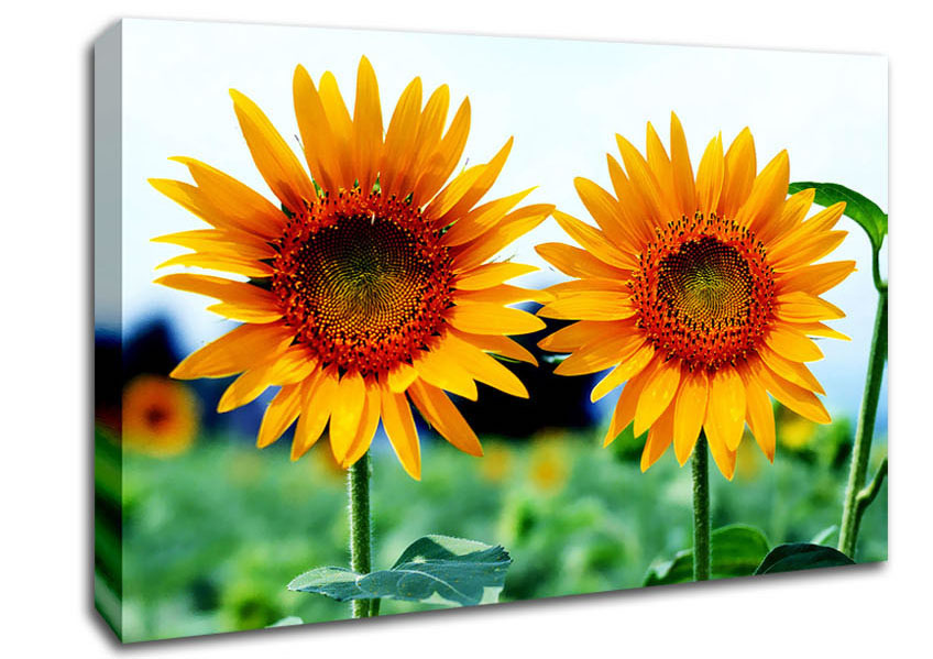 Twin Sunflowers Canvas Wall Art