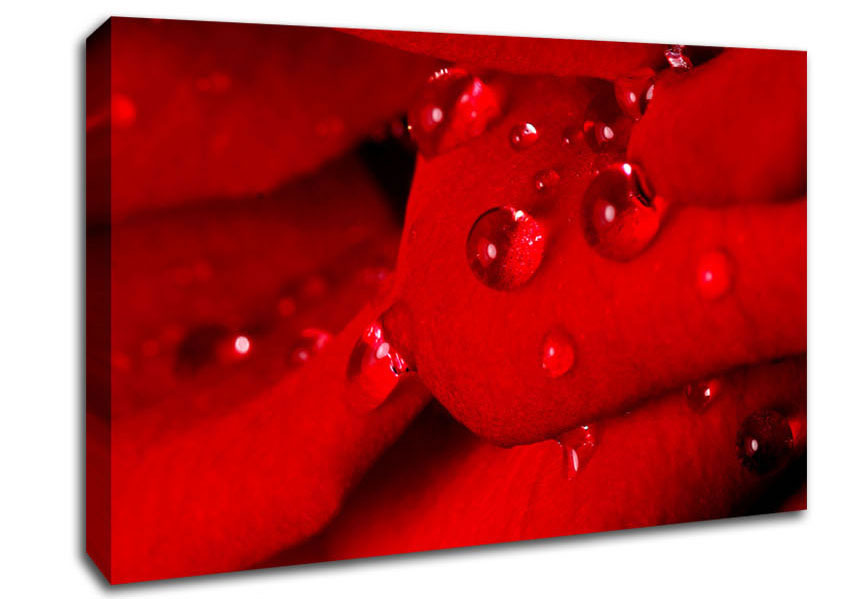 Red Petal Dew Drop Canvas Wall Art