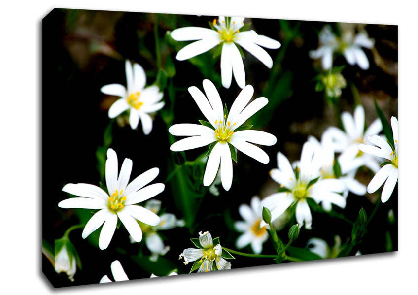 White Garden Daisies Canvas Wall Art