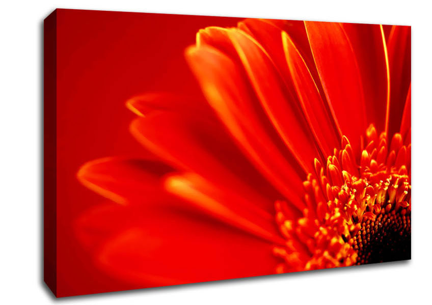 Orange On Orange Gerbera Petals Canvas Wall Art
