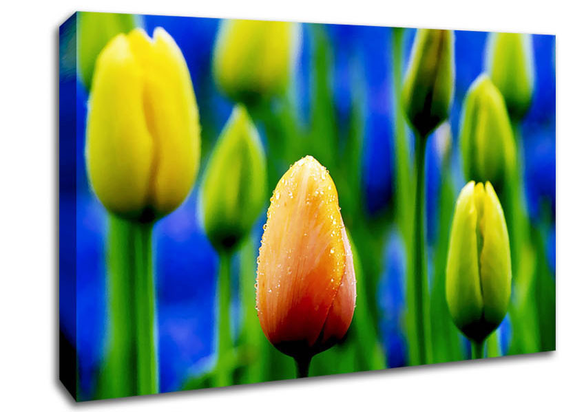 Yellow Tulips In A Blue Field Canvas Wall Art