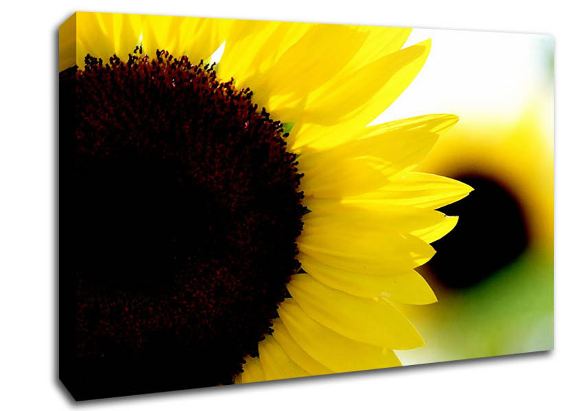 Sunflower Really Close-Up Canvas Wall Art