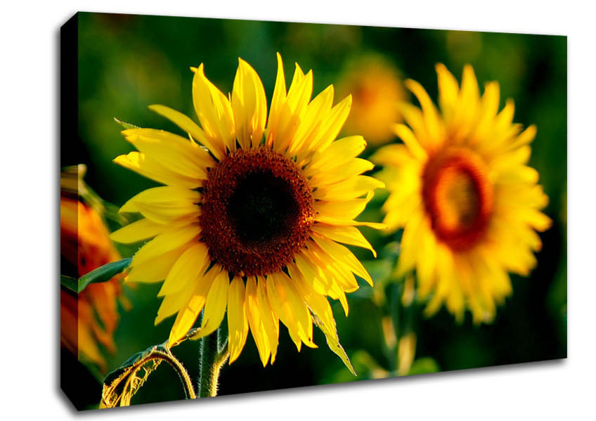 Sunflower Duo Canvas Wall Art