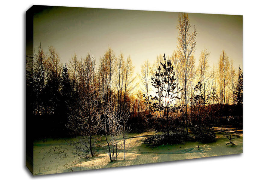 Trees Shadow Winter Canvas Wall Art