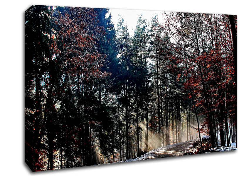 Forest Road In Winter Canvas Wall Art