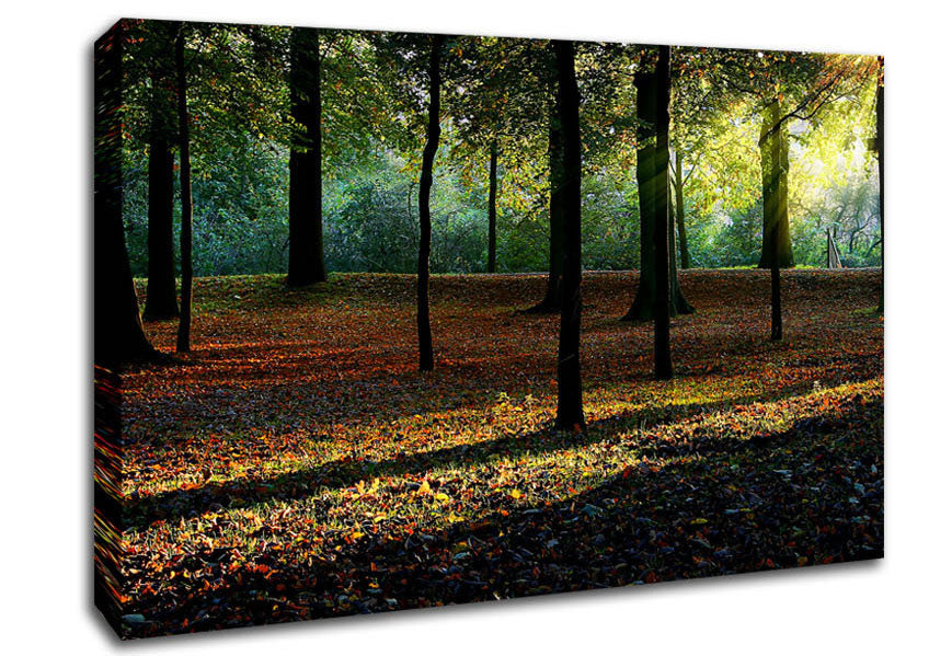 Autumn Light Canvas Wall Art