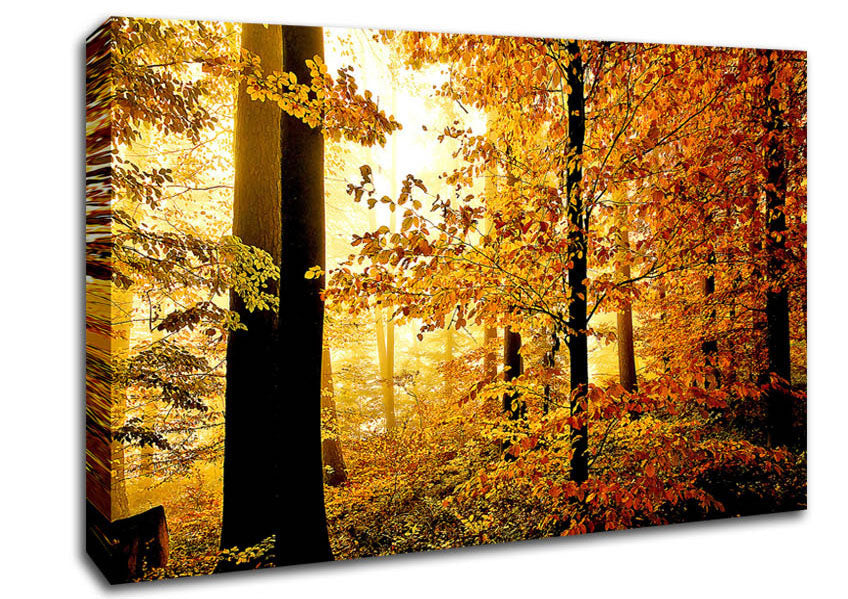 Beautiful Autumn Foliage Canvas Wall Art