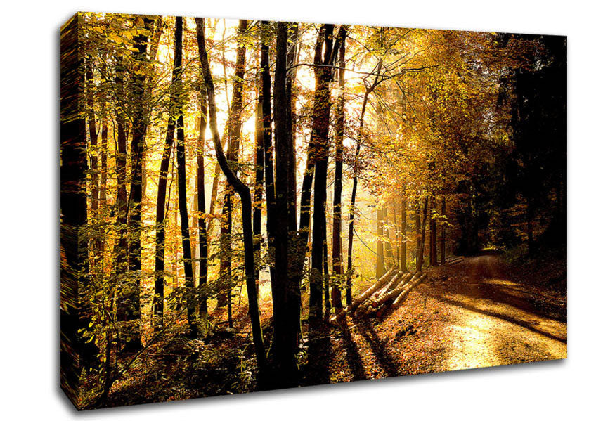 Beautiful Forest Road Autumn Canvas Wall Art