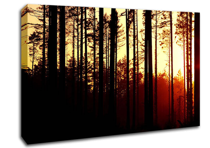 Forest Sunset Canvas Wall Art
