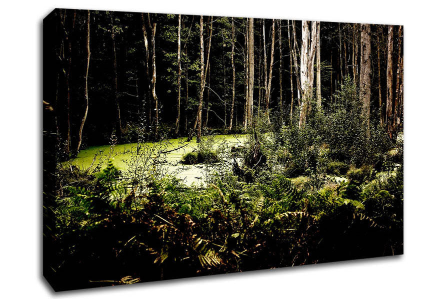 Swamp In The Depth Of The Forest Canvas Wall Art