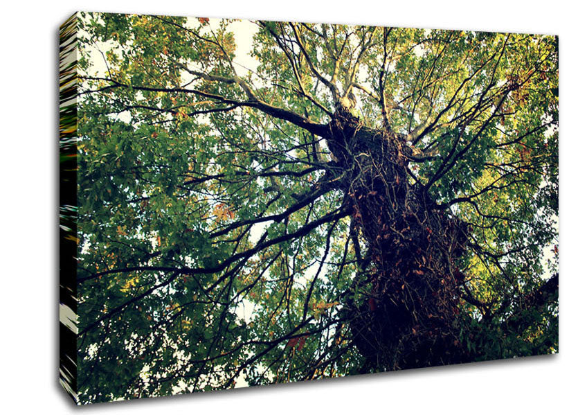 Ancient Forest Tree Canvas Wall Art