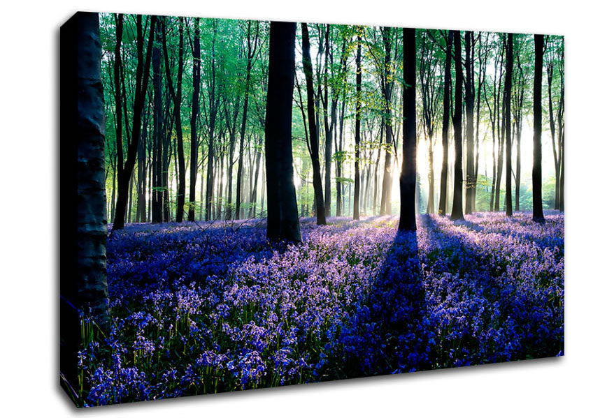 Dawn In Forest Canvas Wall Art