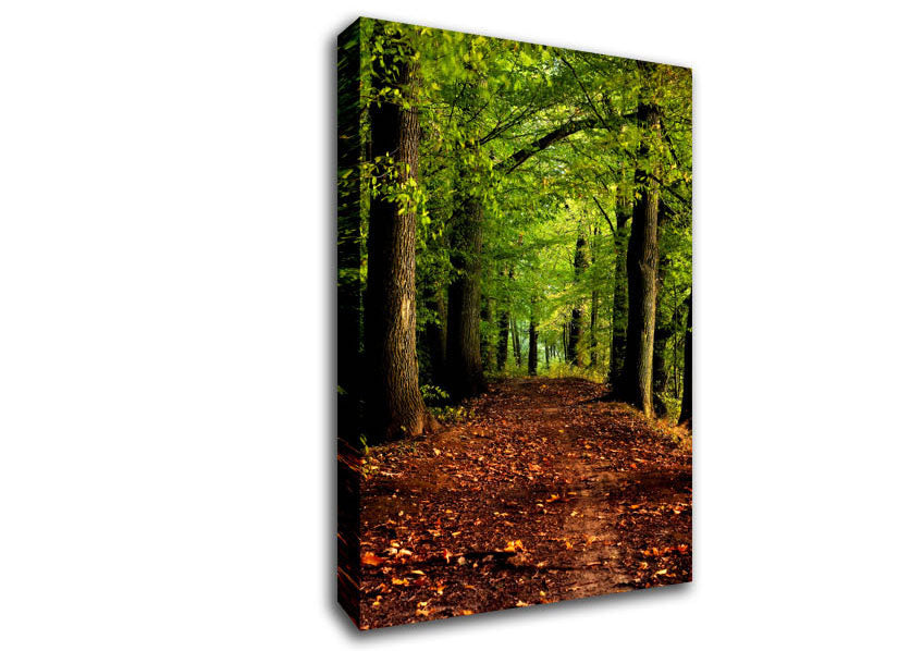 Woodland Path Walk Canvas Wall Art