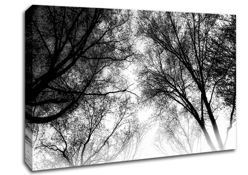 Forest Skies B n W Canvas Wall Art