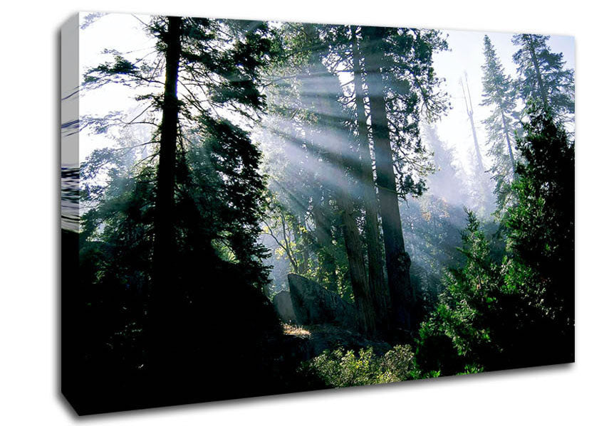 Sunbeams Through The Green Forest Canvas Wall Art