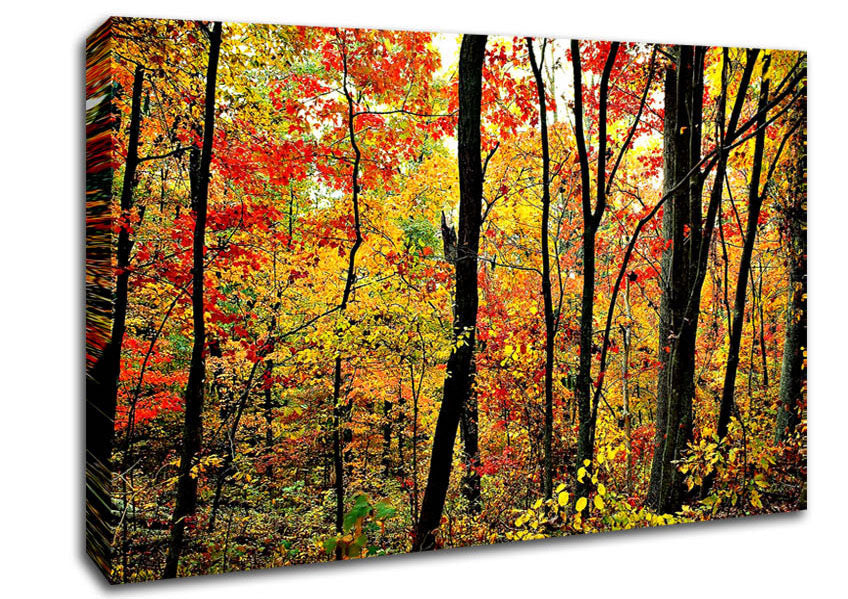 The Rainbow Of The Autumn Forest Canvas Wall Art