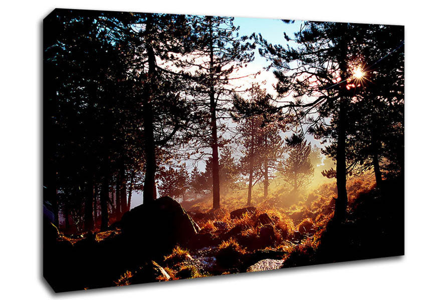 Day Break In The Forest Canvas Wall Art