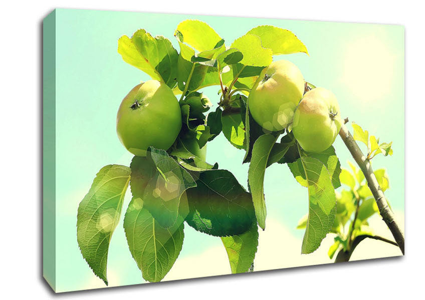 Apple Tree Canvas Wall Art