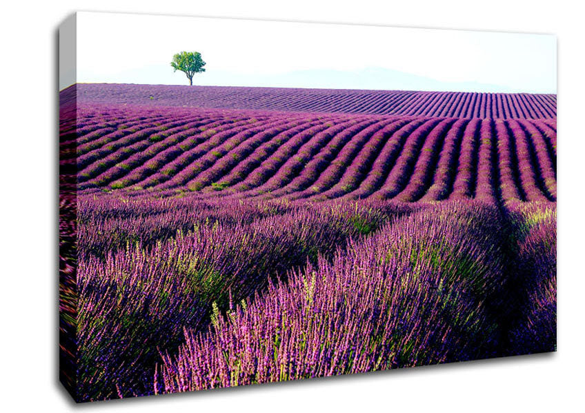 Summer Lavender Fields Canvas Wall Art