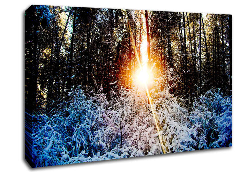 Sunlight Through Trees Winter Canvas Wall Art