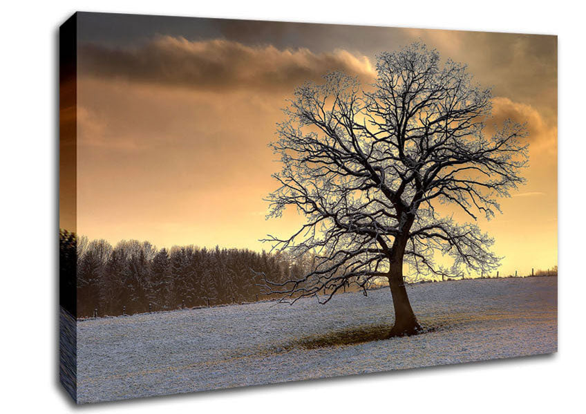 Solitary Tree Winter Canvas Wall Art