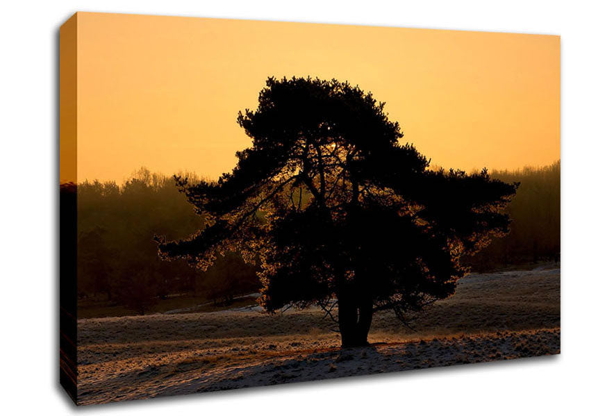 Stunning Old Tree At Dusk Canvas Wall Art