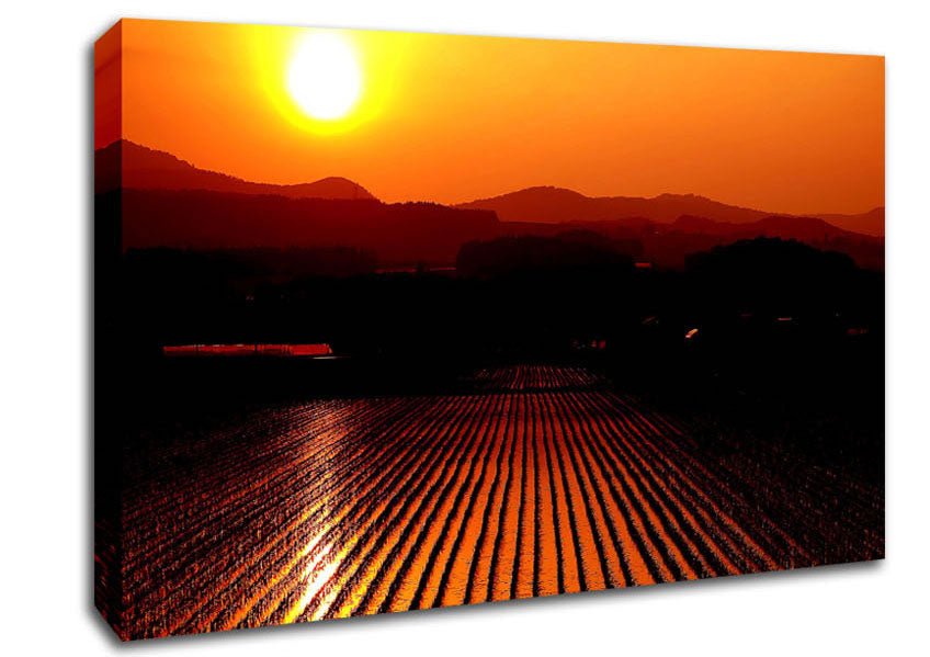 Rice Field Canvas Wall Art