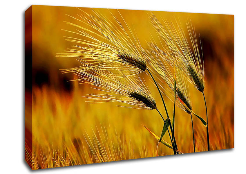 Wheat In The Golden Sunlight Canvas Wall Art