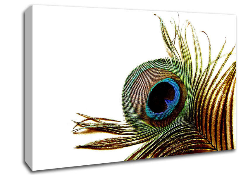 Peacock Feather Close-Up Canvas Wall Art