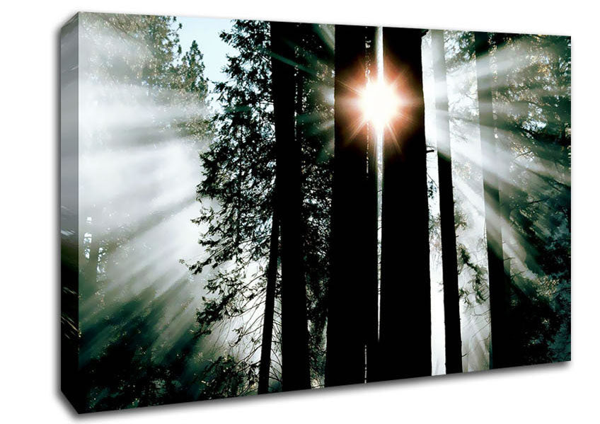 Sun Through The Trees Canvas Wall Art