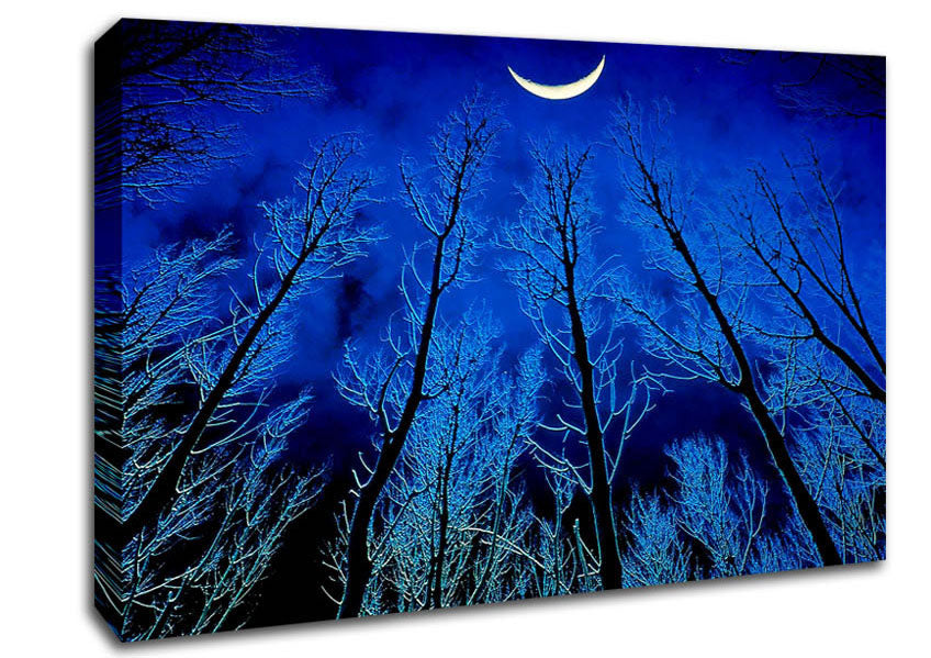 Forest By Moonlight Canvas Wall Art