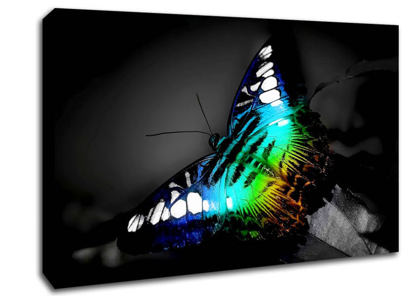 Psychedelic Butterfly 2 Canvas Wall Art