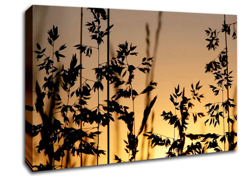 Sunlight Through The Reeds Canvas Wall Art