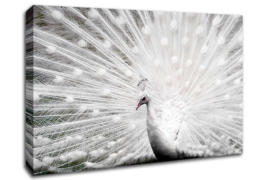 White Peacock Canvas Wall Art