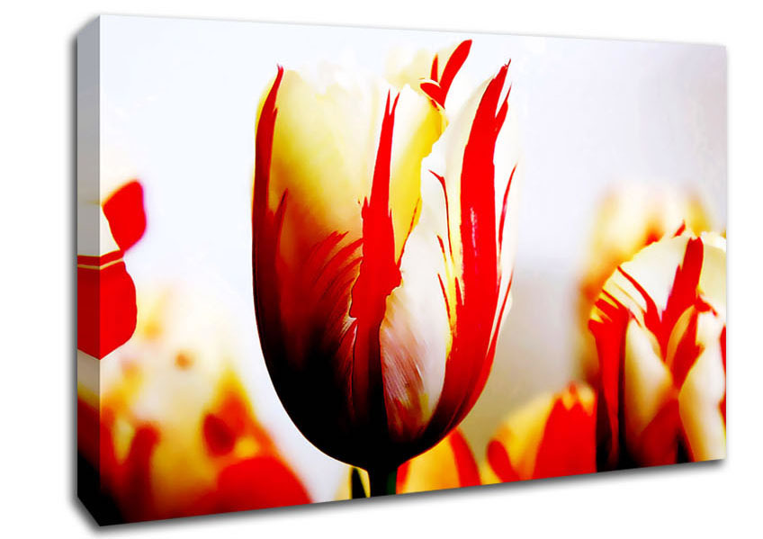 Tulip Heads Canvas Wall Art