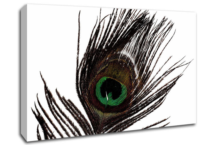 Peacock Eye Feather Canvas Wall Art