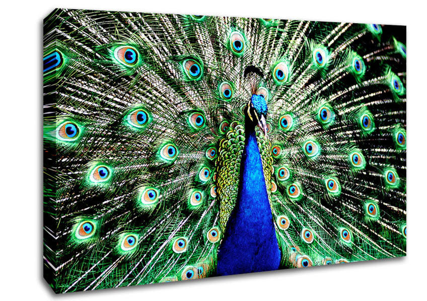 Stunning Peacock Feathers Canvas Wall Art