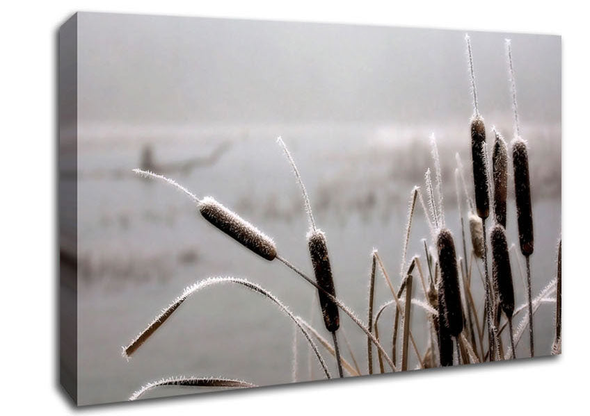Frosted Cattails Canvas Wall Art